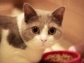 猫咪胆小不吃饭怎么办