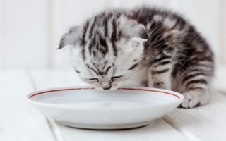 猫咪得了猫传腹一直吃东西 得了猫传腹的猫吃东西正常吗