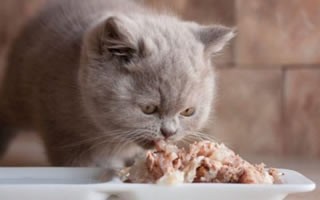 幼猫能不能吃全价猫粮