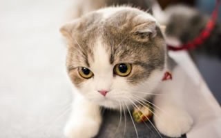 猫咪拉不屎吃什么药，猫得了肠胃炎吃什么药？