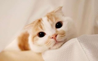 领养小奶猫的最佳时间(免费领养小奶猫网站)-第1张图片-爱养猫网