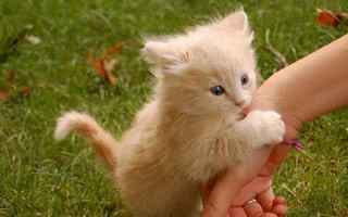 黄白猫算橘猫吗？黄白橘猫和全黄橘猫哪个好看-第1张图片-爱养猫网