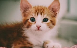 奶猫眼睛睁不开，半个月大的奶猫眼睛被粘住-第1张图片-爱养猫网