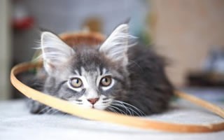 黑白猫蓝眼睛？纯白长毛蓝眼睛的猫-第1张图片-爱养猫网