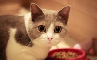 小猫喜欢吃生肉，猫咪爱吃生肉怎么办-第1张图片-爱养猫网