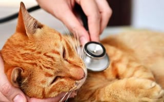 暹罗猫幼猫肺炎的症状与治疗-第1张图片-爱养猫网
